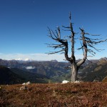 Zirbe am Loosbühel im Herbst