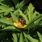 Opa´s fleißige Honigbiene