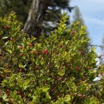 Heidelbeeren Blüte 1