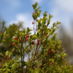 Heidelbeeren Blüte 2