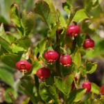 Heidelbeer-Blüten