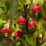 Heidelbeer-Blüten