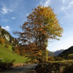 Herbst an der Großarler Ache in Hüttschlag 4