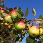 Reife Äpfel