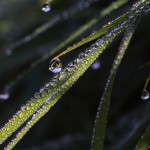 In jedem Tautropfen spiegelt sich die herrliche Bergwelt