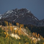 Weithin leuchten die goldenen Lärchen in der Sonne