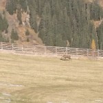 Hirsch im Skigebiet Großarltal
