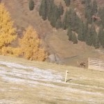 Hirsch im Skigebiet Großarltal