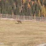 Hirsch im Skigebiet Großarltal