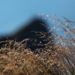 Gipfelgras vor der Silhouette der Arlspitze