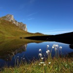 Wollgras am Schuhflickersee