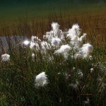 Wollgras am Schuhflickersee