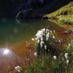 Wollgras am Schuhflickersee