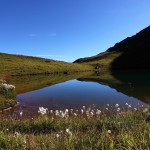 Wollgras am Schuhflickersee