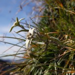 Edelweiss - Wanderers Stolz und Freude