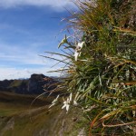 Edelweiss - Wanderers Stolz und Freude