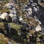 Ratespiel: Wie viele Schafe sind es?