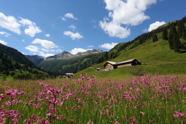 Kuckuckslichtnelken tauchen das Tal in kräftiges rosa