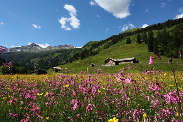 Nur ein paar Meter weiter sind die Nelken von Hahnenfuß durchsetzt.