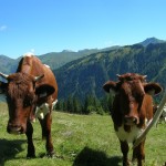 Pinzgauer Rinder auf der Hinterkaseralm (Hubalmtal)