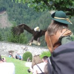 Seeadler im Einsatz