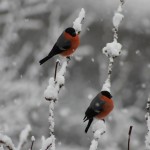 Den Gimpeln gefällt es sichtlich im Garten © Christaine Mayr