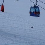 Auerhahn auf der Piste im Großarltal