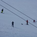 Seltener Anblick für Skifahrer - Auerhahn auf der Piste im Großarltal