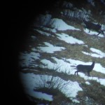 Gamsbrunft im Igltal - fotografiert durch mein Fernglas