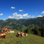 Rückkehr zum Kreuz bei der Igltalalm