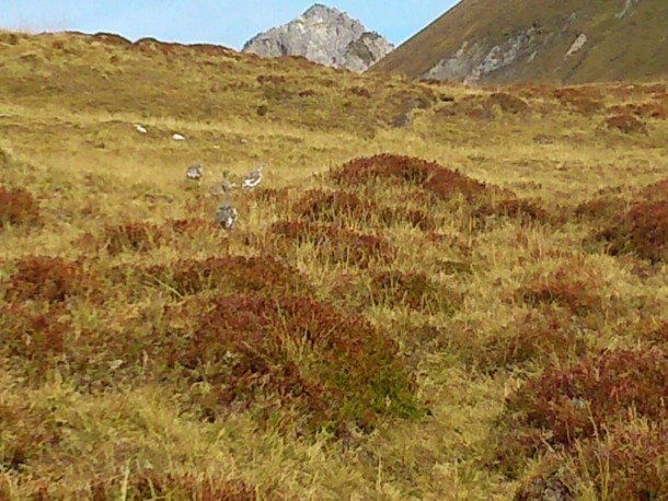 In Verfärbung befindliche Schneehuhnkolonie im Bereich der Nebelkarscharte ca. am 20. September