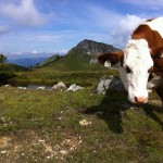 Jungvieh auf der Karseggalm