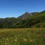 Bunte Blumenpracht mit Blick zum Draugstein