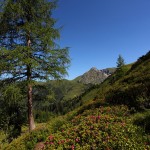 Almrosen mit Blick auf den Draugstein 1