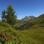 Almrosen mit Blick auf den Draugstein 2