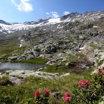 Letzte Blüten auf kargem Boden