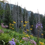 Üppig blüht die Natur vor diesem absterbenden Waldstück