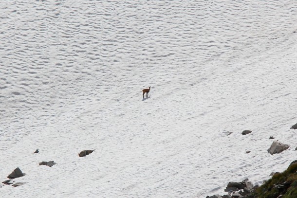 Gehen auf Schneefeldern - hier schaut es ziemlich leicht aus