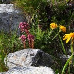 Zwischen den Geröllfeldern immer wieder die herrlichsten Blumen