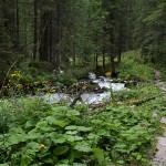 Durch eine alpine Urwaldlandschaft führt der Steig talwärts