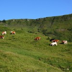 Friedlich weiden die Tiere auf der Alm