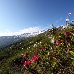 Wollgras und Almrosen vor der traumhaften Kulisse des Keeskogels