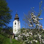 Kirche Grossarl Apfelblüte_2