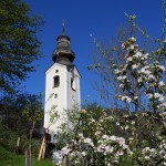 Kirche Grossarl Apfelblüte_5