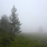 Lärchen im Nebel - mystische Wegbegleiter