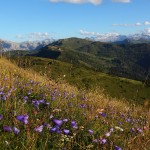 Unzählige Glockenblumen übersähen mit ihrem zarten Lila die Almwiesen