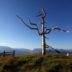 Das neue "Natur-Kreuz" am Vorgipfel der Gabel - gefertigt aus einer alten Lärche