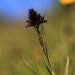 Schwarzes Kohlröschen (Orchidee)