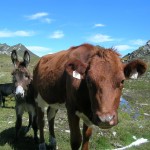 Die Kuh hält sich einen Esel - Herde unterm Schöderhorn in der Kreealm