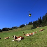 Rinder an der Familienabfahrt 3a unterhalb der Panoramabahn